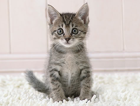 Name:  meow.jpg
Views: 17
Size:  26.2 KB