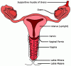 turbo dont like it-vagina.gif