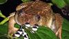 Scientists Discover 12 New Frog Species in India-india%2520new%2520frogs_higg.jpg