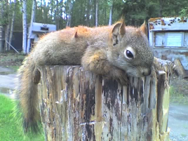 Name:  squirrel2.jpg
Views: 4
Size:  55.1 KB