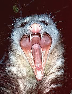 Name:  opossum-teeth.jpg
Views: 4
Size:  39.4 KB
