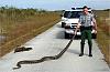 Giant non-native pythons ------ing across Florida-python_florida.jpg