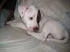red nose pit-baby1.jpg