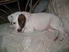 red nose pit-baby2.jpg